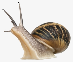 Snail Png - Snail Transparent Background