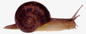 Snail Png