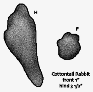Rabbit Paw Print - Rabbit
