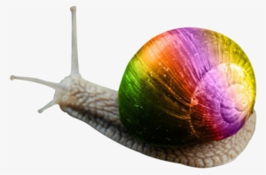 Snail Png Transparent Image - Portable Network Graphics