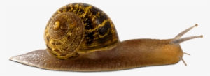Snail Images Free