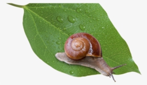 หอยทาก Siamsnail สยามสเนล - Snail On Leaf Png