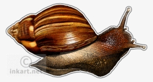 Giant African Snail Decal - Giant African Snail Png