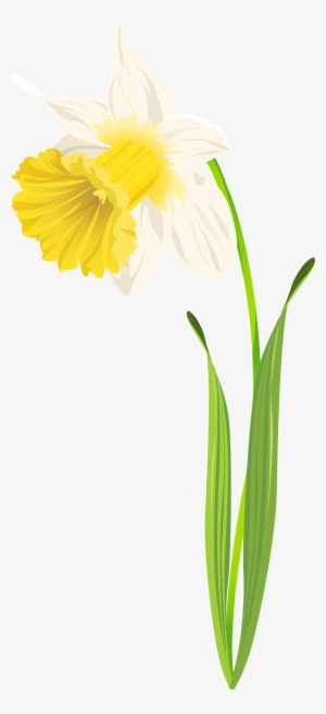 Daffodil Png Clip Art Image - Clip Art