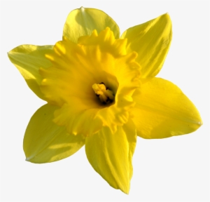 Daffodil Png High-quality Image - Daffodil Png