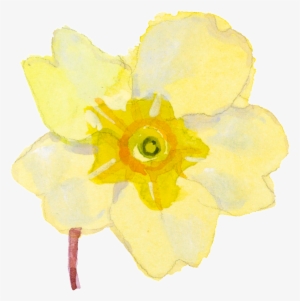Yellow Cartoon Daffodil Watercolor Transparent - Watercolor Painting