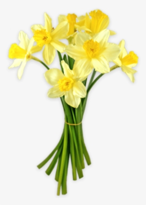Daffodil Png