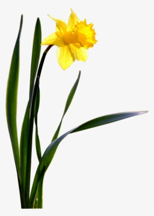 Single Daffodil Wallpaper - Daffodil Png