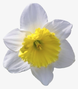 Daffodil Clipart Transparent Background