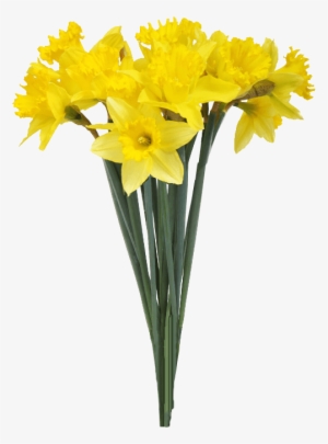 Spring Daffodils Transparent Background - Yellow Flowers Transparent Background