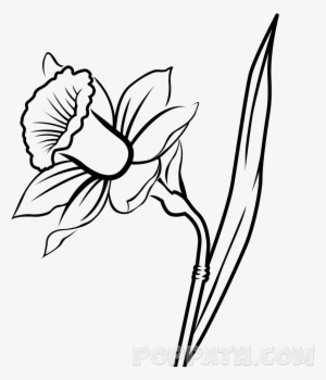Narcissus Flower Drawing At Getdrawings - Drawing Of A Daffodil