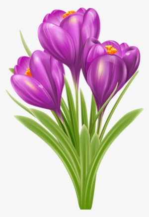 Flower Images, Flower Art, Botanical Illustration, - Крокус Png