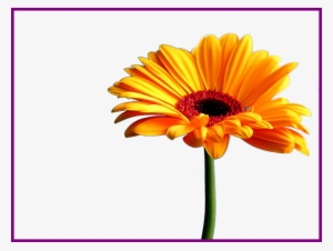 The Best Sunflower Watercolor Clipart Summer Flower - Chronic Pain Support Group