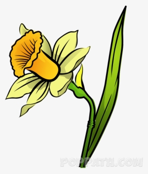 How To Draw A Daffodil - Iris