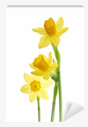 Bunch Of Yellow Spring Daffodils Against White Background - Kilobyte