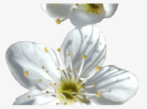 Spring Flower Png Transparent Image Png Mart - Flower