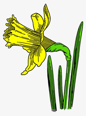Yellow Daffodil, Flower, Nature, Plant, Season, Spring, - Daffodil Cartoon