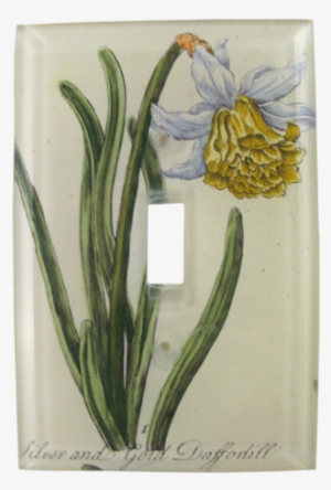 Collection Name - Daffodil