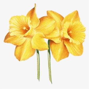 Drawings Of Yellow Flowers