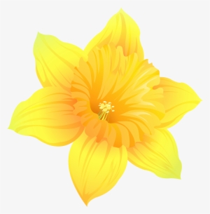 Daffodil Png