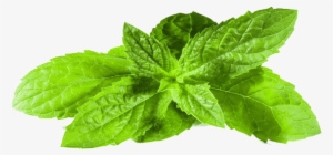 Transparent Images Pluspng Image - Mint Png