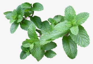 Herb, Mint, Cut, Out - Máta Peprná