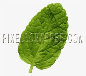 Mint Leaf - Digital Scrapbooking