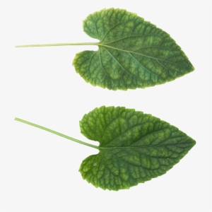 Green Leaves Png Image - Leaf Texture .png