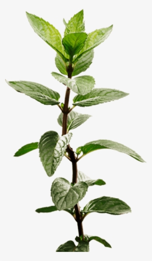 Nature's Soother - Peppermint Stem