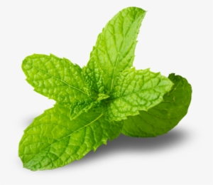 Spearmint - Spearmintpng