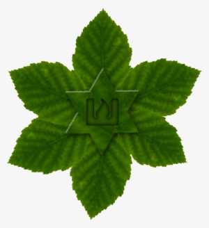 Leaves - Hemp Family