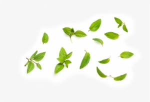 Peppermint Leaf - Tea