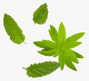 Mint Png Download - Maple Leaf