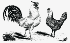 , , - Cafepress Chickens Samsung Galaxy S7 Case