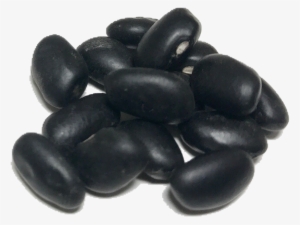 Shady Side Farm - Bean