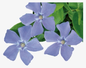 Transparent Periwinkle Flower Png