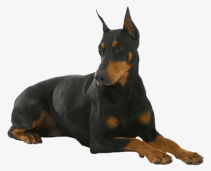 Doberman-pinscher - Doberman Png