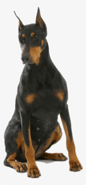 Animals - Dobermans - Doberman Png