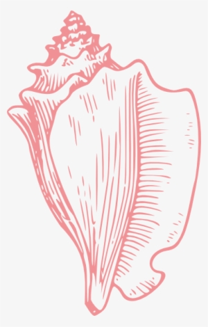 Cartoon Sea Shell Clipart Image - Conch Shell Drawing