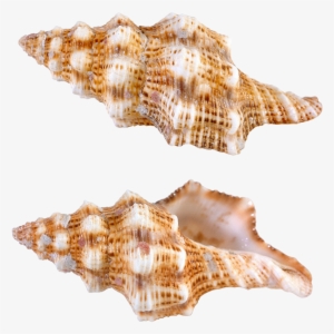 Sea Snail Png