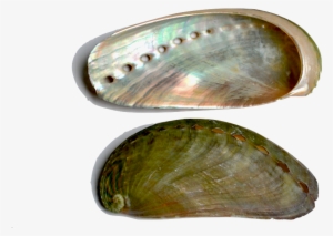Abalone The Abalone Shell Is Characterized By An Iridescent - Inside Seashells