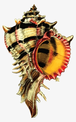 Free Clipart Of A Conch Sea Shell - Zazzle Seashell Vinatge Image Tote Bag