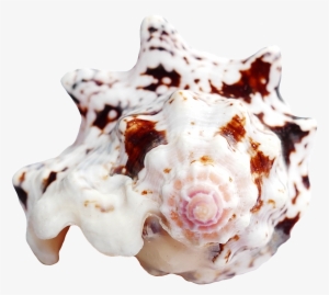 Ocean Sea Shell Png Transparent Image - Seashell