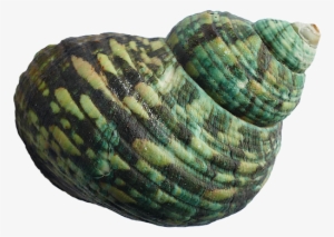 Shell In The Beach Png