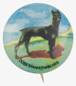 Doberman Pinscher - Dobermann