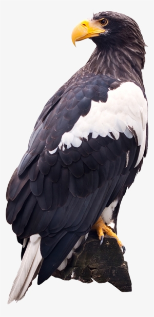Png Images - Eagle - Steller's Sea Eagle Png