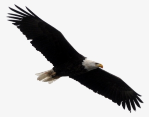 Bald Eagle Png Clipart - Bald Eagles White Background
