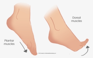 The Foot Muscles 1 - Toe