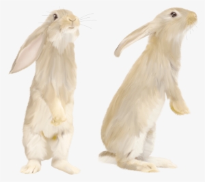 Cute Gray Rabbit Standing On His Feet - White Rabbit Png