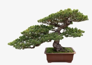 Get Your Balconies Or House Landscaped By Us - Bonsai Tree Transparent Background